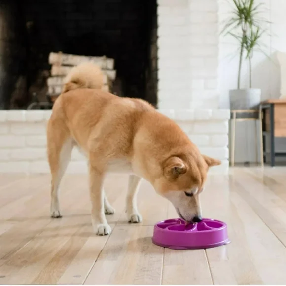 Outward Hound Fun Feeder Slo Bowl, Slow Feeder Dog Bowl - Picture 5 of 5